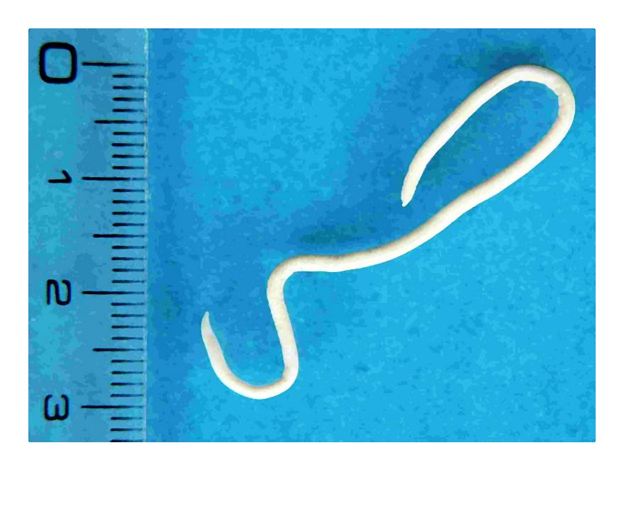 03_psia_glista_toksokaroza-003-2014-07-14 _ 07_55_06-80