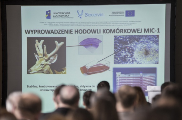 Wielki sukces wrocławskich uczonych Zdrowie, BIZNES - Naukowcy z Uniwersytetu Przyrodniczego we Wrocławiu i spółki Stem Cells Spin S.A. opracowali technologię umożliwiającą wykorzystanie komórek macierzystych pochodzących z poroża jelenia szlachetnego w medycynie, ale także w weterynarii i kosmetologii.