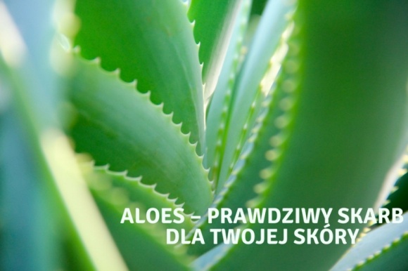 Aloes – prawdziwy skarb dla Twojej skóry LIFESTYLE, Uroda - Aloes to roślina, która występuje w krajach tropikalnych, między innymi w Afryce oraz na Madagaskarze. Jest sukulentem, a więc przystosowała się do życia w warunkach ograniczonego dostępu wody i wykształciła tkankę, która służy do jej magazynowania.