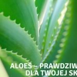 Aloes – prawdziwy skarb dla Twojej skóry