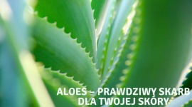 Aloes – prawdziwy skarb dla Twojej skóry