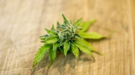 Fakty i mity o konopiach medycznych Zdrowie, BIZNES - Polacy potrzebują kompleksowej wiedzy nt. konopi medycznych, a przecież od tego często zależy ich bezpieczeństwo i komfort podczas długofalowego leczenia. Edukacja na temat działania oraz składników konopi medycznych jest niezwykle istotna