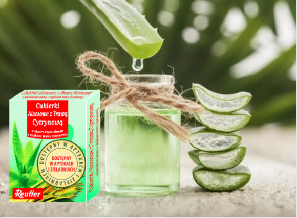 Cudowny Aloes – zatrzymaj czas! LIFESTYLE, Uroda - Ozdobna roślina o cennych walorach leczniczych – to właśnie aloes! W jego liściach zawarty jest miąższ bogaty w szereg witamin, soli mineralnych, kwasów organicznych i innych prozdrowotnych substancji. Sprawdź!