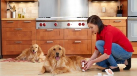 NOWY CZŁONEK RODZINY JAK PRZYGOTOWAĆ DOM NA JEGO PRZYBYCIE? Zdrowie, BIZNES - Pojawienie się zwierzaka w domu to nie lada wyzwanie dla domowników i zapowiedź nowego rytmu życia. Jednak to nie tylko zmiany dla właścicieli, ale również dla zwierzaka, który pojawia się w zupełnie nowym otoczeniu.